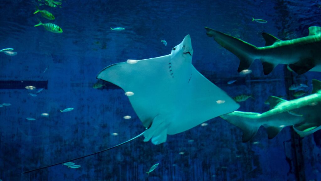 Η Επιτροπή παρουσιάζει την πρωτοβουλία OceanEye – Ενίσχυση της ΕΕ στην παρατήρηση των ωκεανών